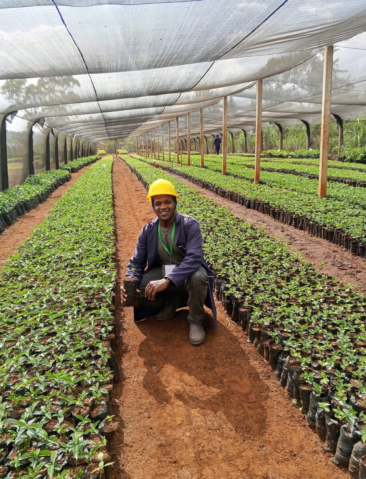 Sustainable Tree Planting